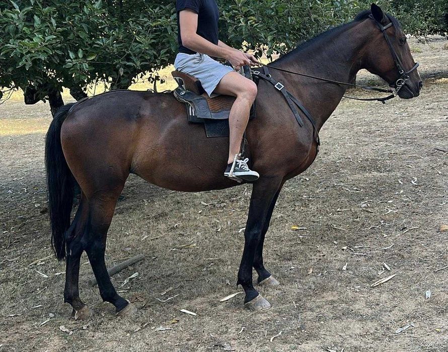 Égua cruzada com 11 anos