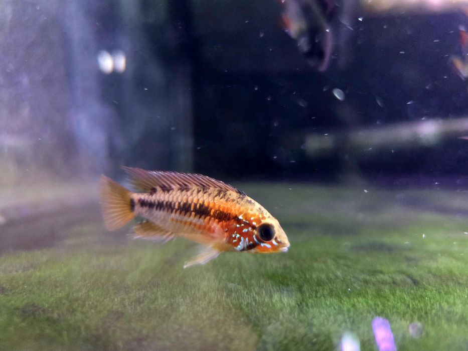 Pielęgniczka apistogramma macmasteri red