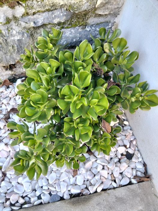 Plantas ornamentais e suculentas