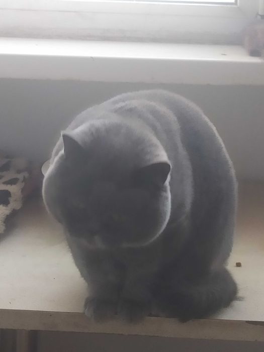 Кіт на в'язку, прямовухий .