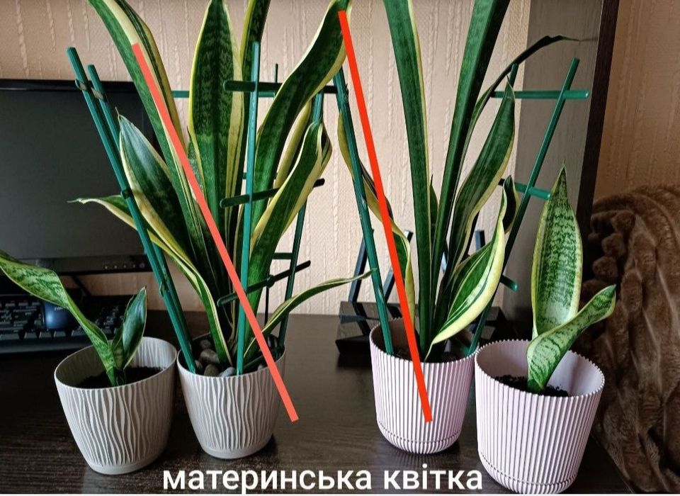 Сансевьера. Сортові рослини