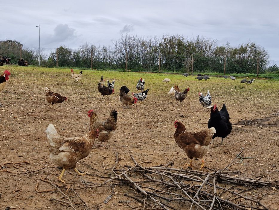 Ovos Caseiros do Dia