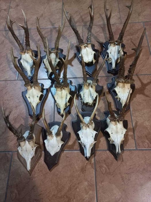 Poroże na sprzedaż