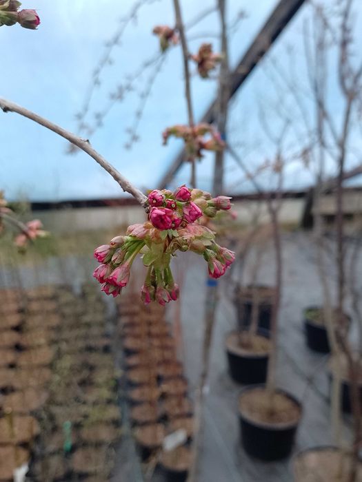 Wiśnia japońska pilkowana jabłoń ozdobna Umbraculifera