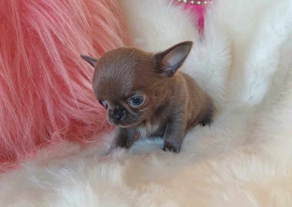 Chihuahua przepiękny maleńki niebieski  chłopczyk