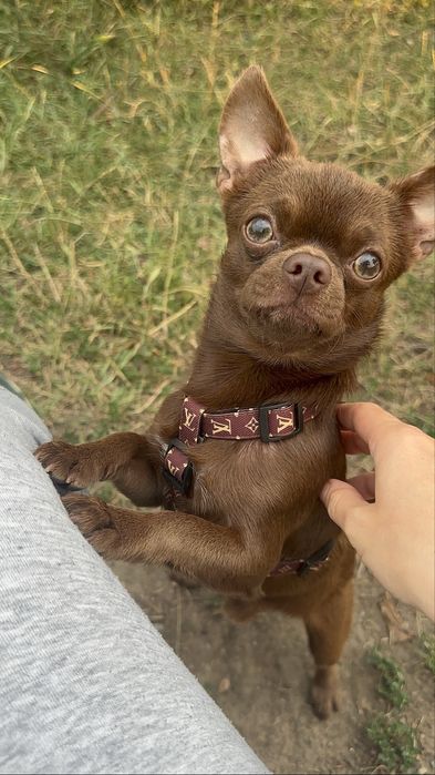 Чихуахуа . Мальчик .Вязка. Ищем невесту