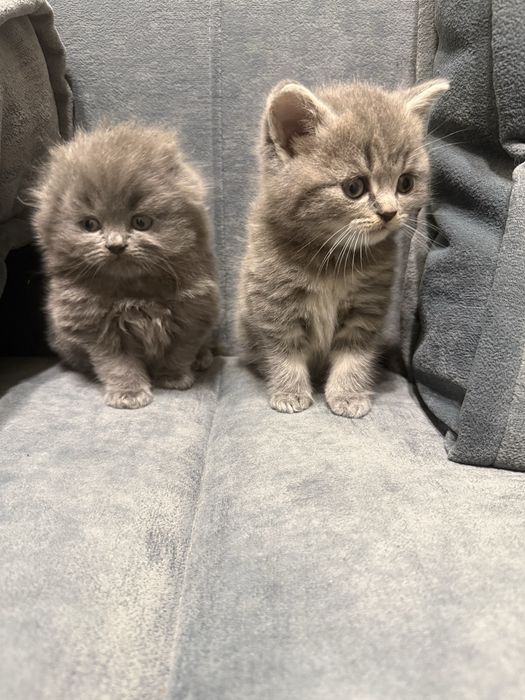 Кошеня Scottish Fold
