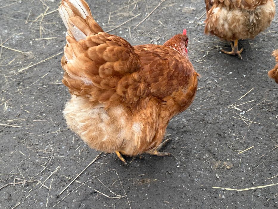 Курчата Птиця Циплята Несушка Ломан Браун Сенді Півники Півні Півень