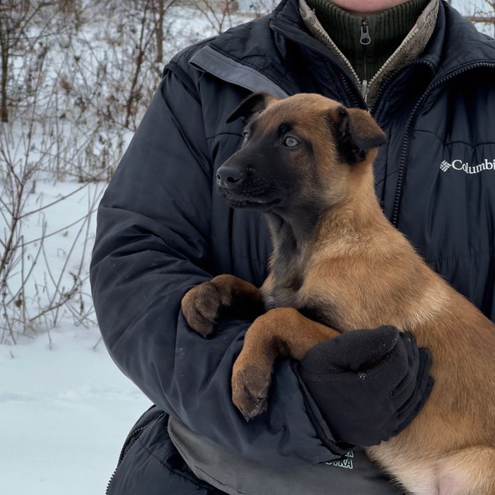 Преміум цуценята малінуа (дівчата) | КСУ