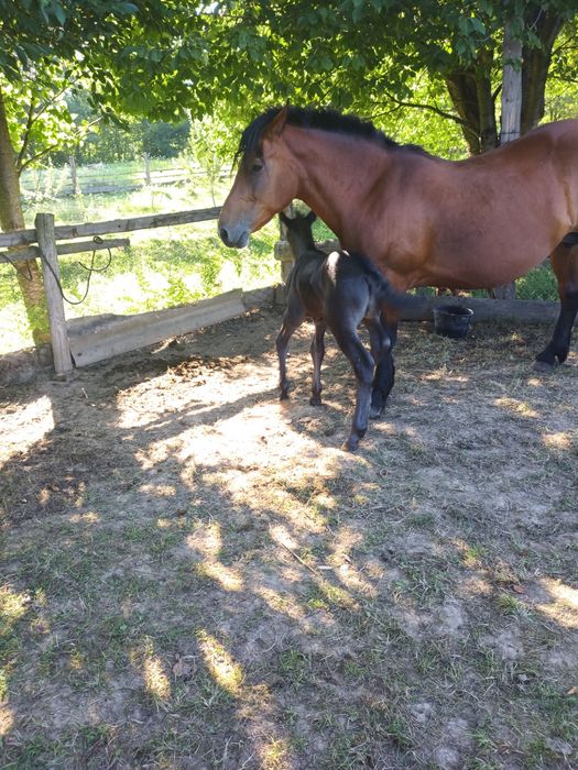 Продам жеребчика