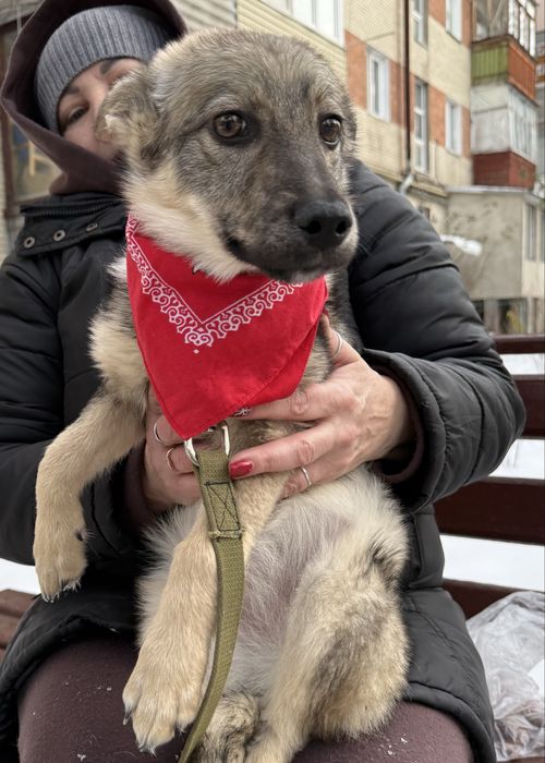 Шукає сімю собачка розміром з кота