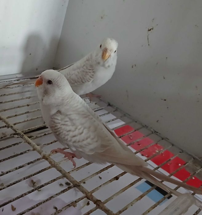 Piriquitos Australianos
