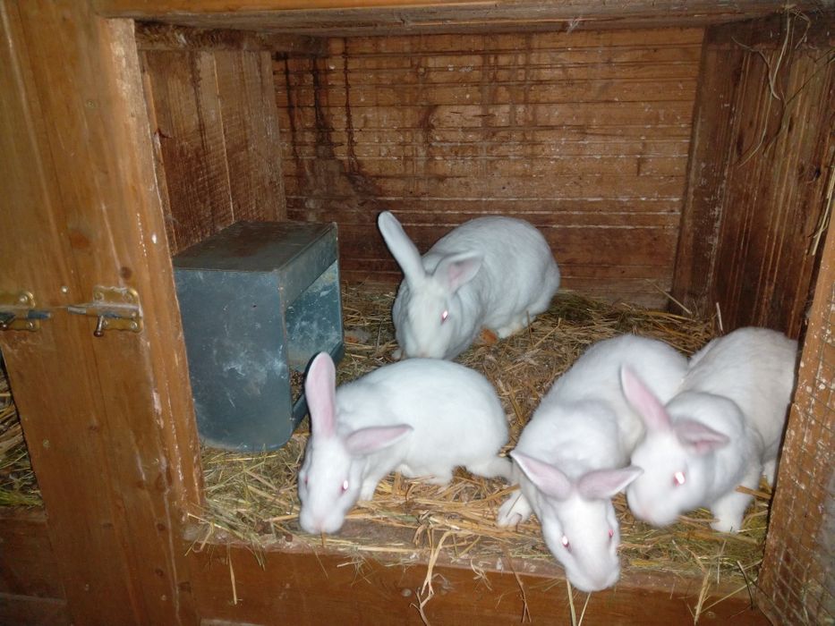 Młode króliki termondzkie królik termondzki
