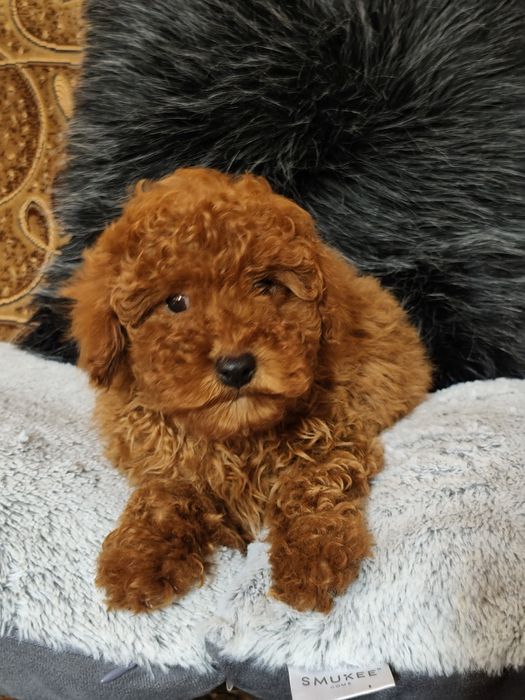 Pudel Toy Red Piesek