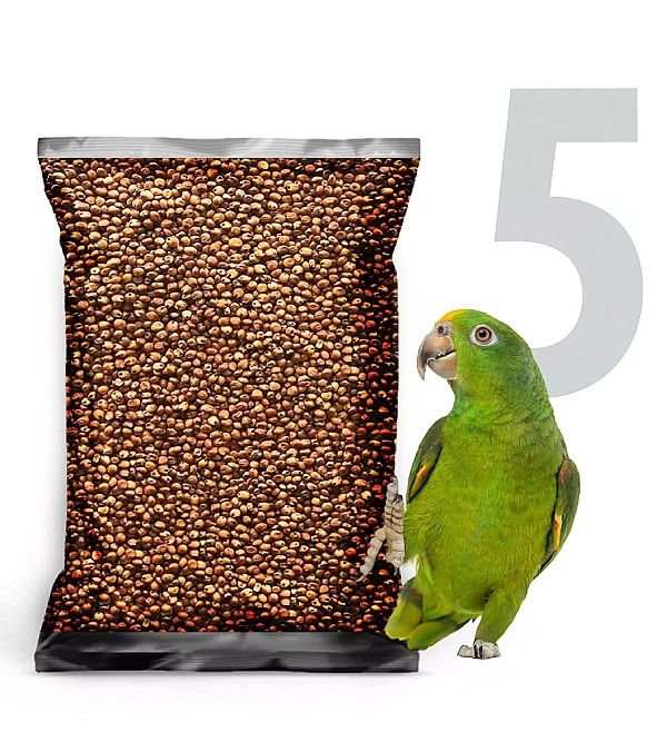 5kg Sorgo czerwone karma pokarm pasza dla ptaków papug średnich i duży