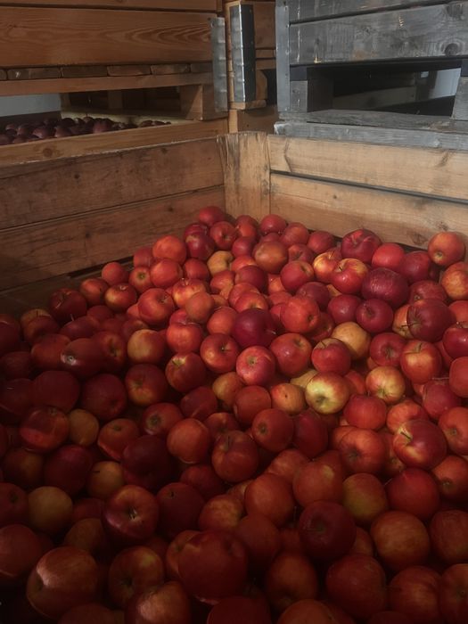 Sprzedam jablka JonaPrinc