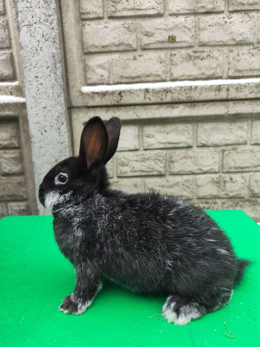 Króliki WJS Wielki Jasnosrebrzysty.