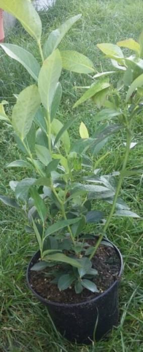 Promocja!!!Borówka Amerykanska Bluecrop, Bluegold, Chandler, Darrow,N