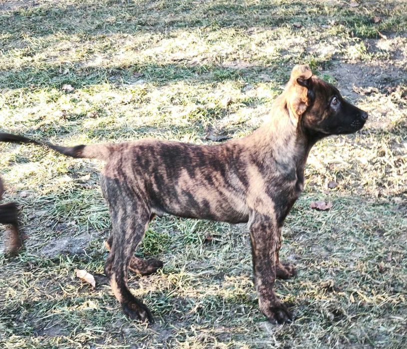 Owczarek holenderski piesek