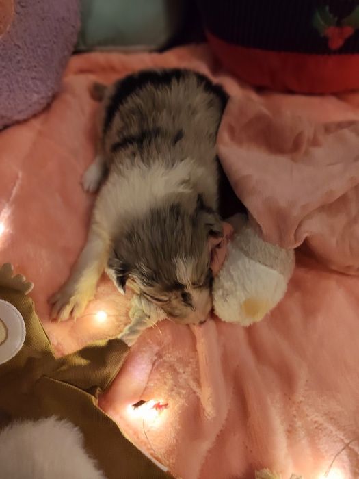 Border collie dziewczynka Blue -merle nr2/badania genetyczne/stawy/RTG