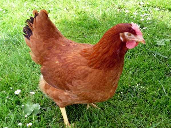 kury nioski 24tyg. już niosą zapraszam