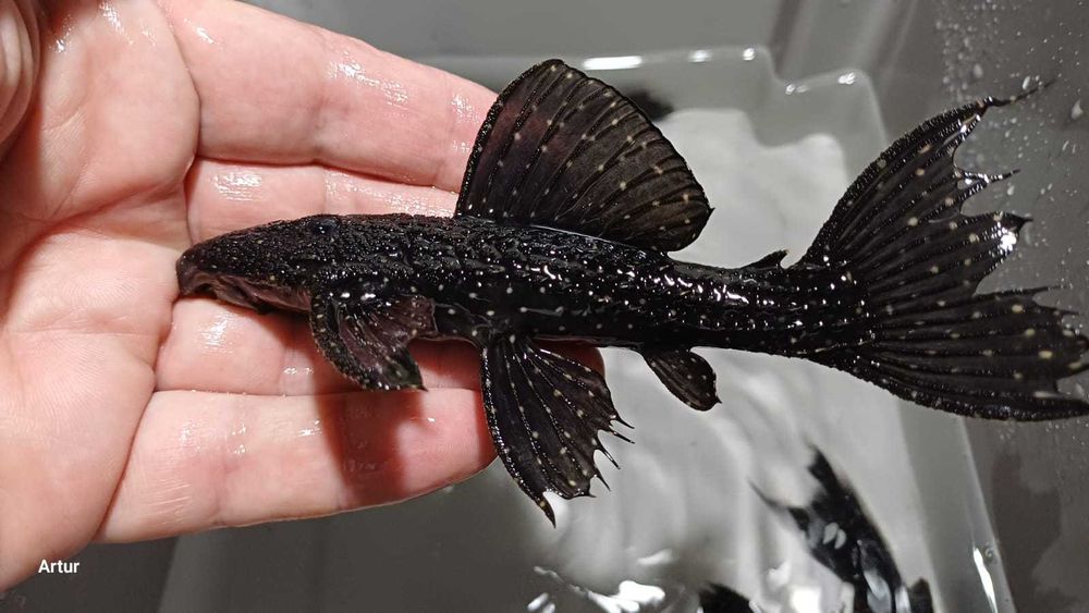 Zbrojnik Pseudacanthicus serratus SURINAME różne rozmiary