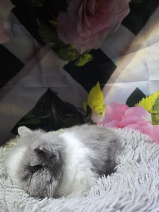 Karzełek Teddy Mini z Metryka