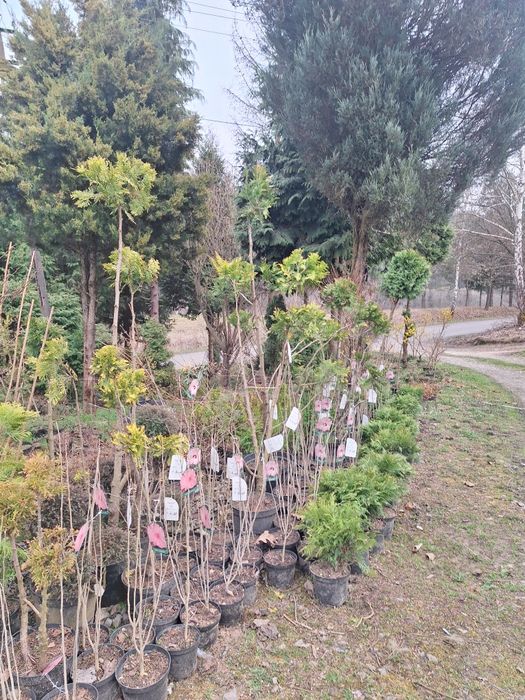 Wyprzedzaż tuje i hibiskus