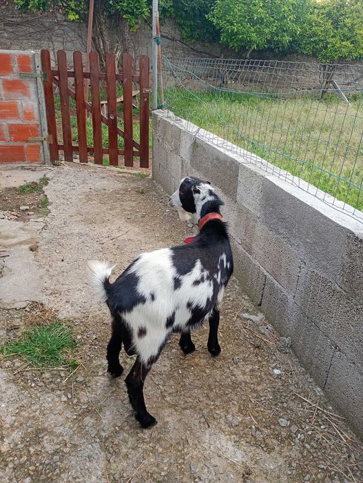 Vendo cabrito anão
