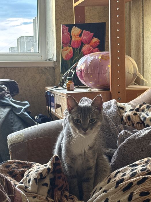 Отдам кошку в добрые руки