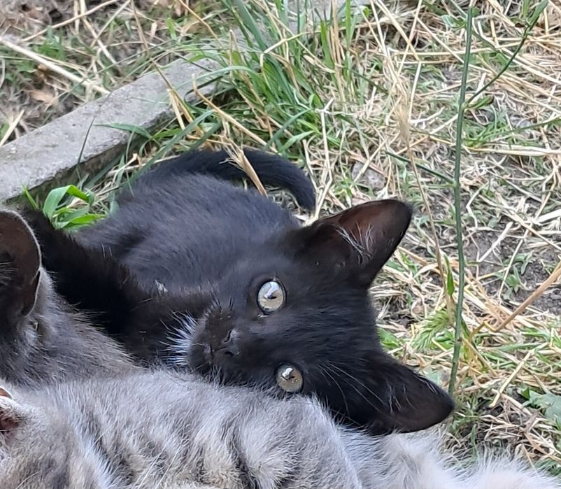 Кицюня чекає на нову родину