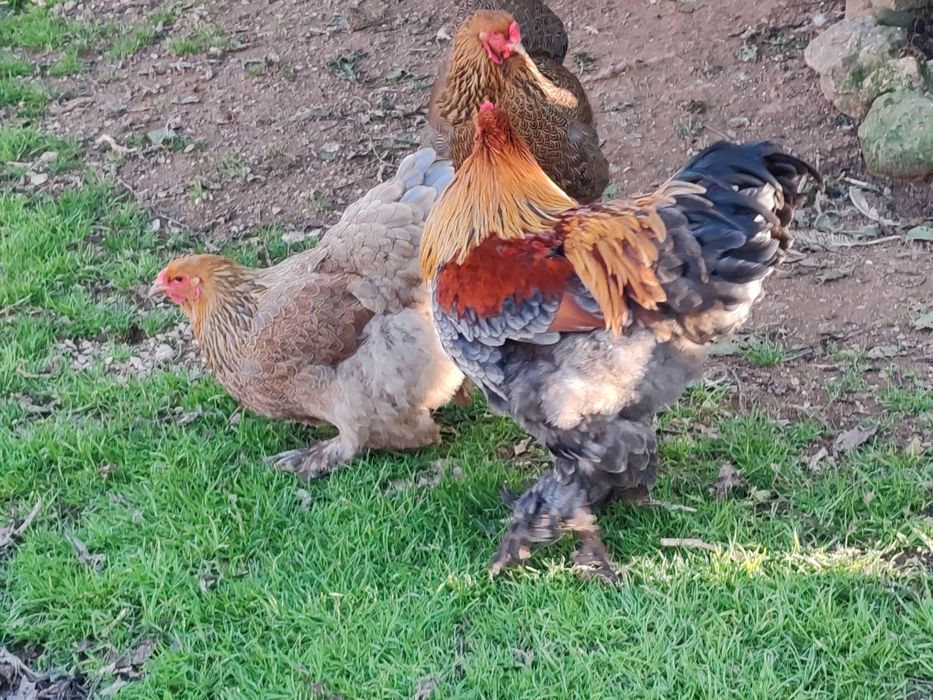 Galo Brahma perdiz azul dourado