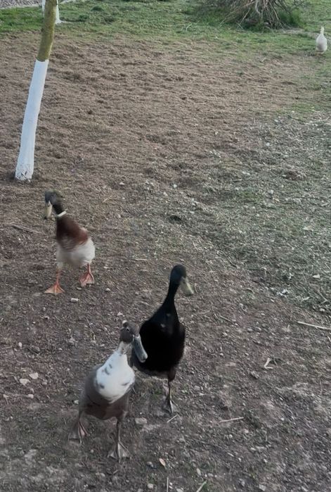 Biegusy m, kaczki biegusy