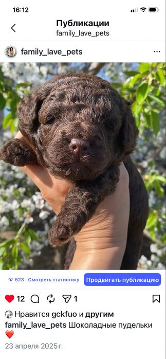 Шоколадная девочка Чанга