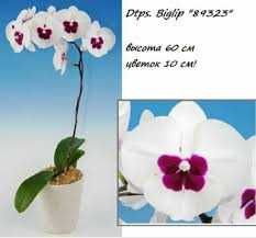 продам орхидею фаленопсис биглип