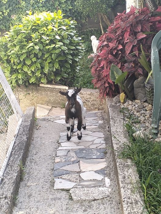 vendo cabrito anão