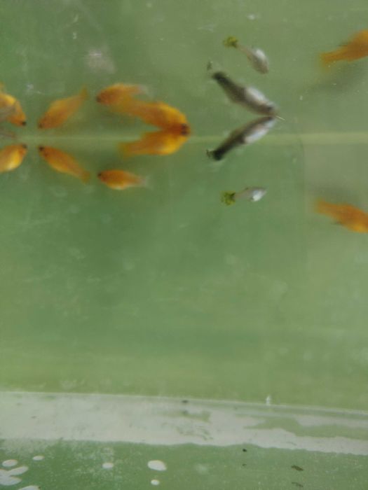 Młode rybki molinezje i gupiki