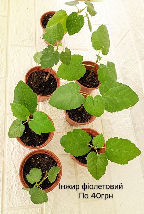 Інжир, гранат пепіно екзотичні рослини