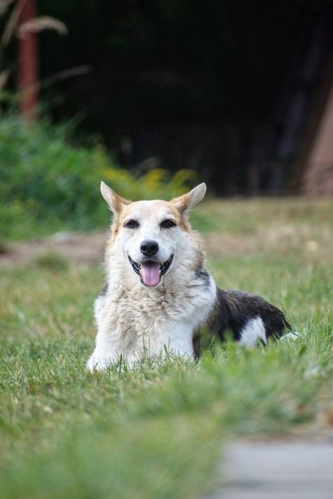 Do adopcji fajny Jacky