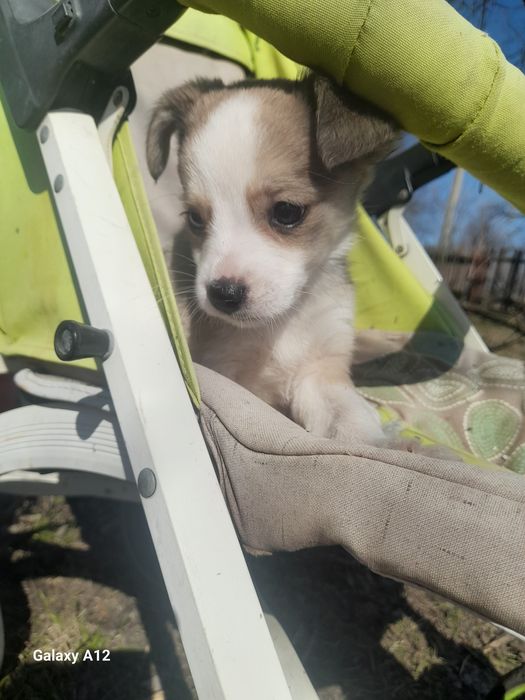 Гарненькі цуценята дівчатка