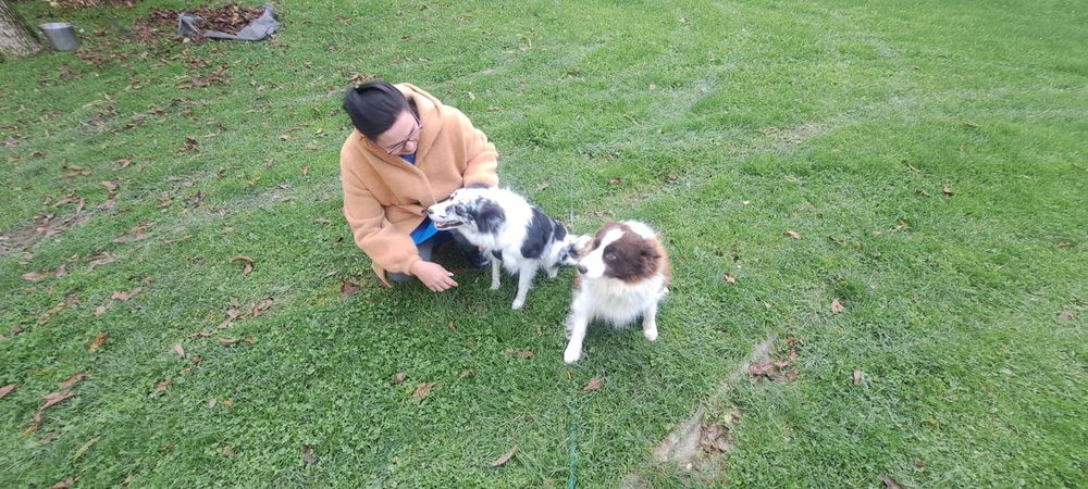Border Collie Red merle
