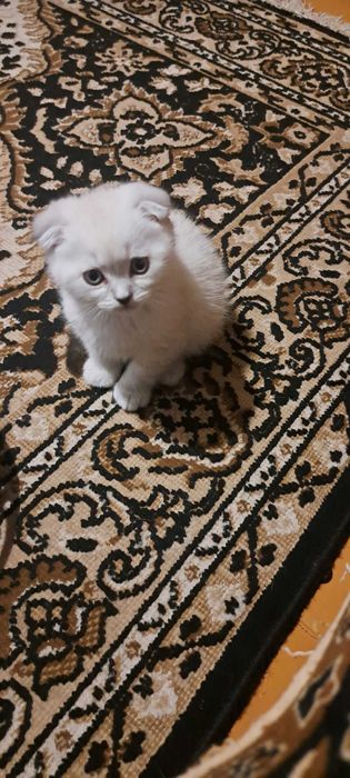 Блюпоінт висловухий шотландець чуть  більше2.5 місяці блохи,глисти обр