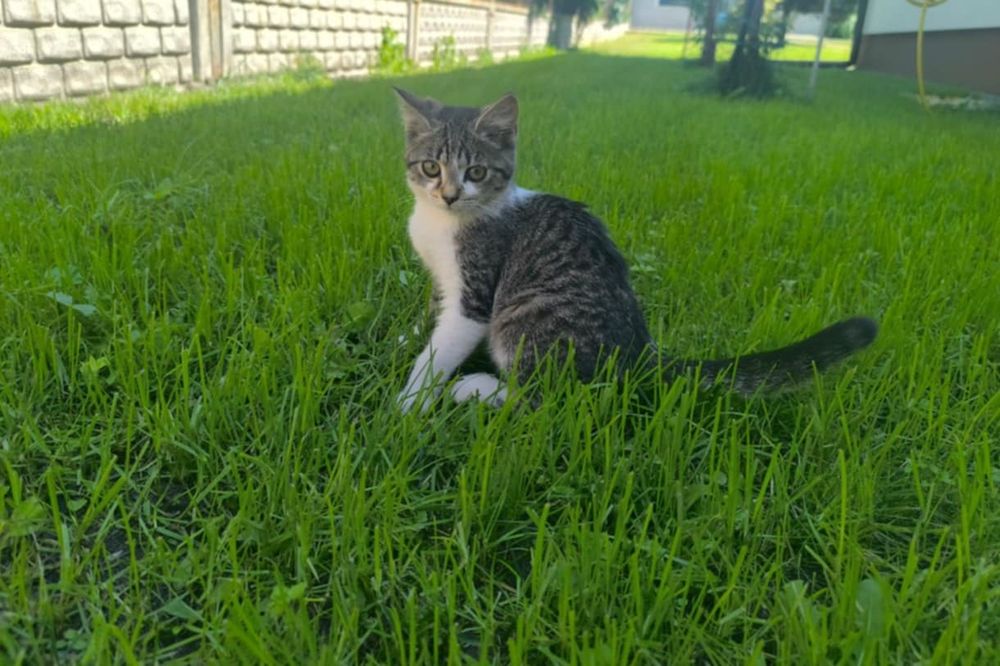 Mam kotki na oddanie