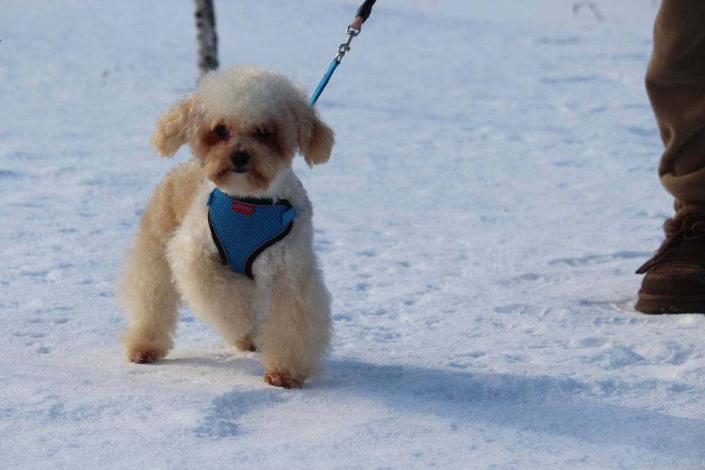 Хлопчик Мальтипу