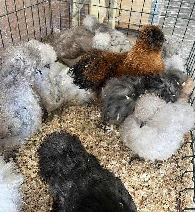 Casais de Sedosas do Japão linha USA