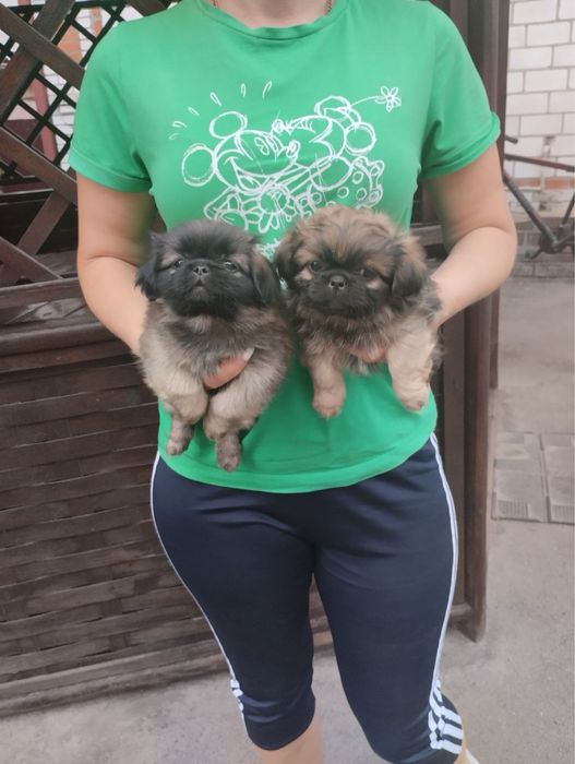 Продам цуценят Пекінесиків