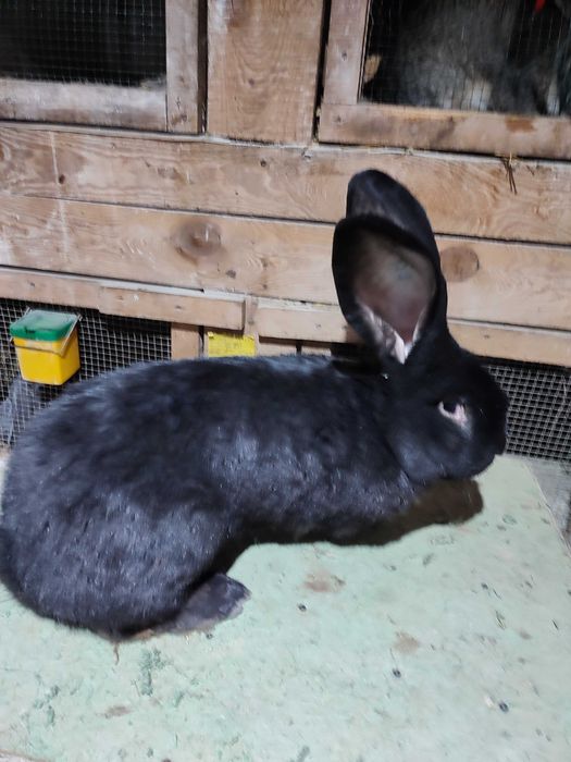 Belgijski olbrzym czarny szary