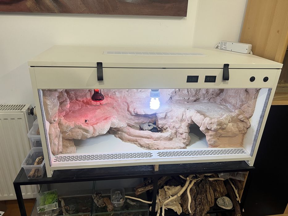 Agama brodata RZESZOW