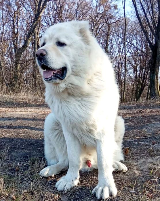 Цуценята кавказької вівчарки розплідник Start Escort кавказская