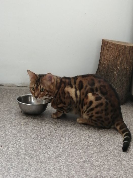 Вязка бенгальского кота